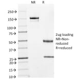 SDS-PAGE - Anti-Cyclin A2 Antibody [E67] (A250452) - Antibodies.com