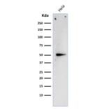 Western Blot - Anti-Cyclin A2 Antibody [E67] (A250452) - Antibodies.com