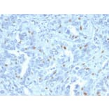 Immunohistochemistry - Anti-Cyclin A2 Antibody [CCNA2/2333] (A250453) - Antibodies.com