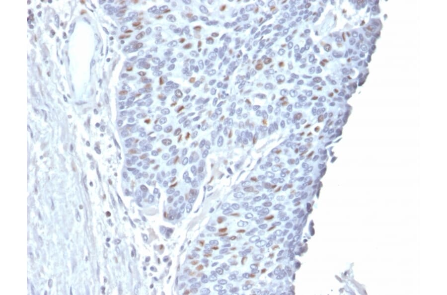 Immunohistochemistry - Anti-Cyclin A2 Antibody [CCNA2/2333] (A250452) - Antibodies.com