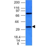 Western Blot - Anti-BCL10 Antibody [BL10/411] (A250454) - Antibodies.com