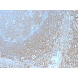 Immunohistochemistry - Anti-BCL10 Antibody [BL10/2988R] (A250458) - Antibodies.com