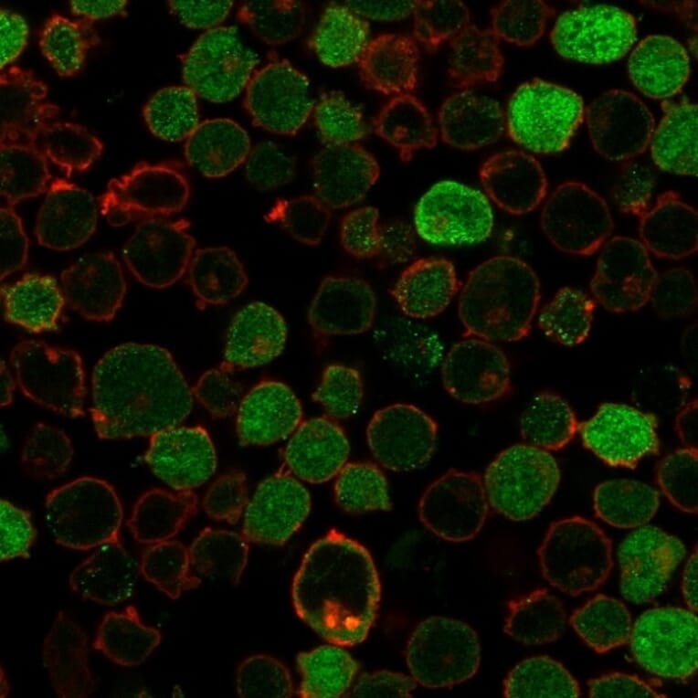 Immunofluorescence - Anti-BCL10 Antibody [BL10/2988R] (A250458) - Antibodies.com