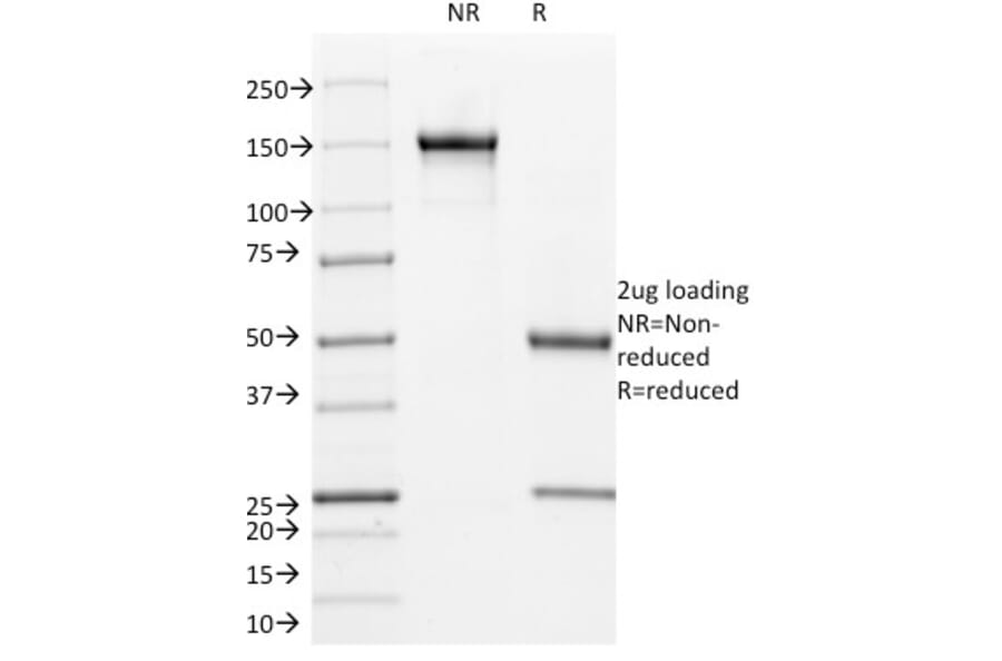 SDS-PAGE - Anti-Cyclin B1 Antibody [V92.1] (A250459) - Antibodies.com
