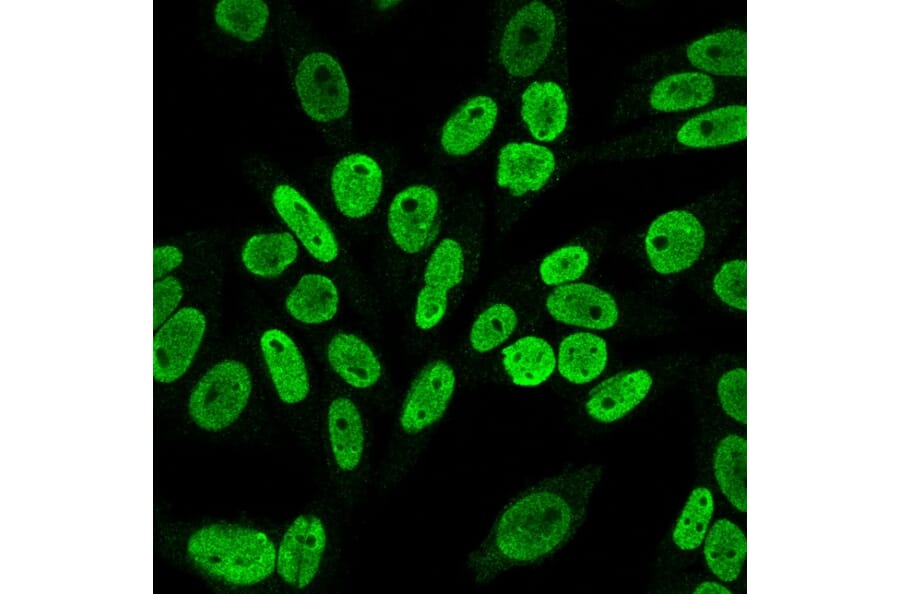 Immunofluorescence - Anti-Cyclin B1 Antibody [V92.1] (A250459) - Antibodies.com