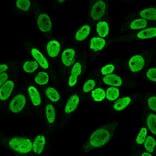 Immunofluorescence - Anti-Cyclin B1 Antibody [V92.1] (A250459) - Antibodies.com