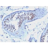 Immunohistochemistry - Anti-Cyclin B1 Antibody [CCNB1/1098] (A250460) - Antibodies.com