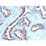 Immunohistochemistry - Anti-Cyclin B1 Antibody [CCNB1/1098] (A250460) - Antibodies.com