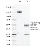 SDS-PAGE - Anti-Cyclin B1 Antibody [CCNB1/1098] (A250460) - Antibodies.com