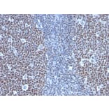 Immunohistochemistry - Anti-Cyclin B1 Antibody [SPM619] (A250461) - Antibodies.com