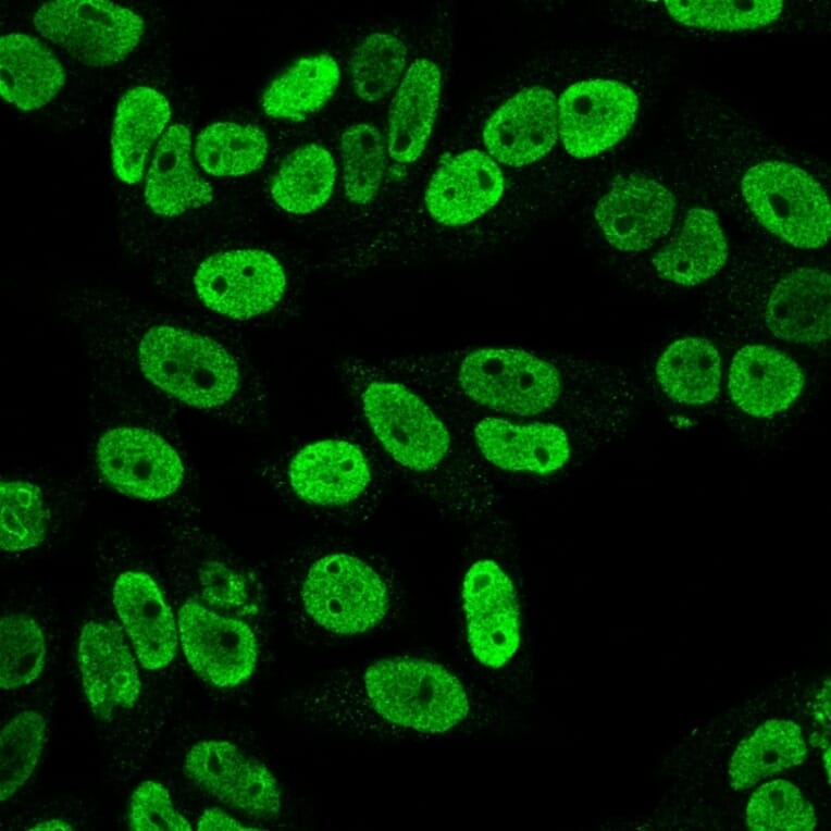 Immunofluorescence - Anti-Cyclin B1 Antibody [SPM619] (A250460) - Antibodies.com