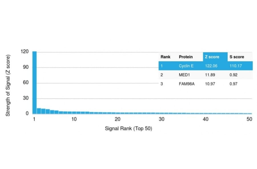 Protein Array - Anti-Cyclin E Antibody [CCNE1/2460] (A250462) - Antibodies.com