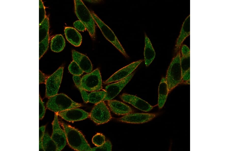 Immunofluorescence - Anti-ZNF622 Antibody [PCRP-ZNF622-1C11] (A250466) - Antibodies.com