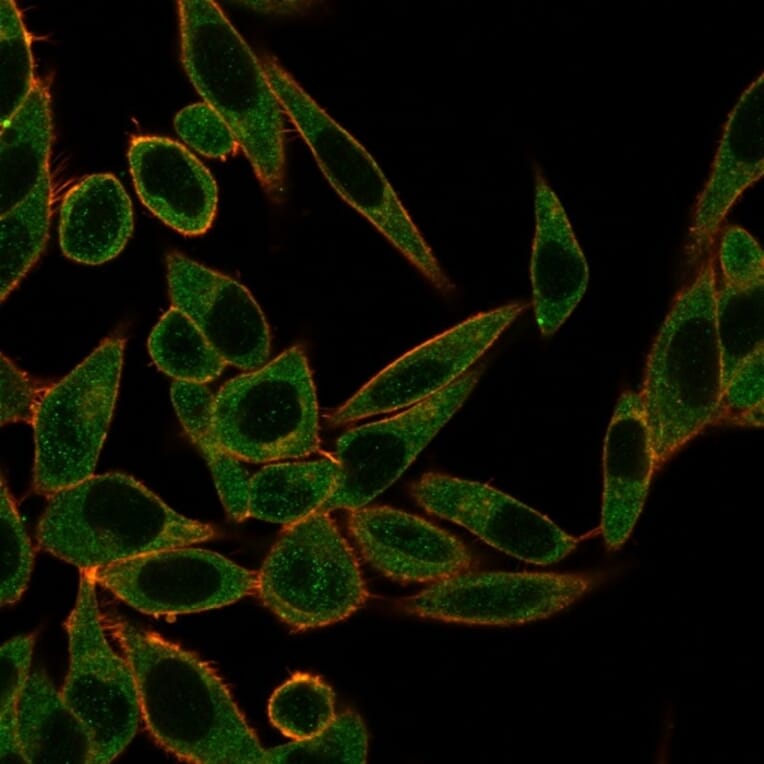 Immunofluorescence - Anti-ZNF622 Antibody [PCRP-ZNF622-1C11] (A250466) - Antibodies.com