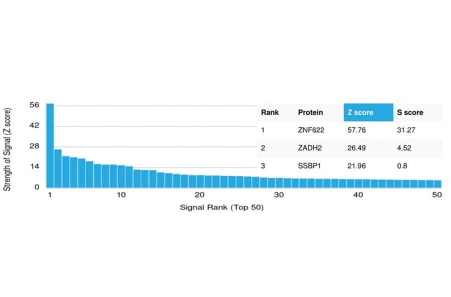 Protein Array - Anti-ZNF622 Antibody [PCRP-ZNF622-1C11] (A250465) - Antibodies.com