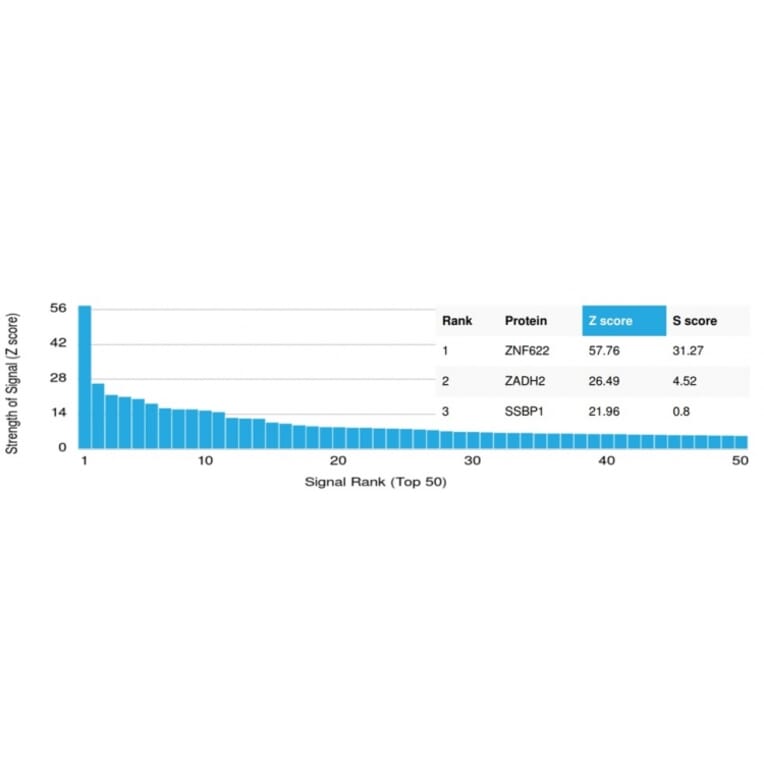Protein Array - Anti-ZNF622 Antibody [PCRP-ZNF622-1C11] (A250465) - Antibodies.com