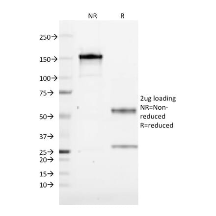 SDS-PAGE - Anti-CD1a Antibody [CB-T6] (A250472) - Antibodies.com