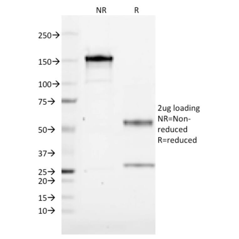 SDS-PAGE - Anti-CD1a Antibody [CB-T6] (A250472) - Antibodies.com
