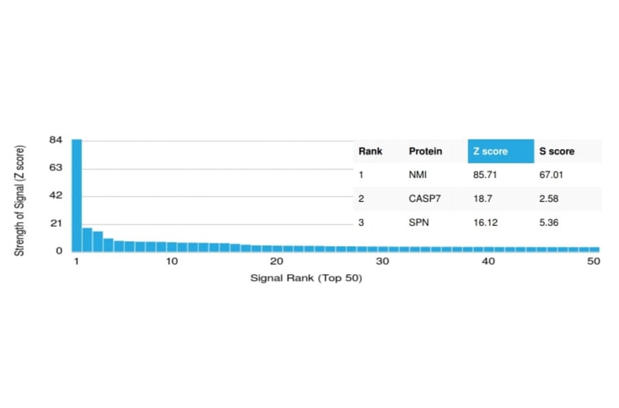 Protein Array - Anti-N Myc Interactor Antibody [PCRP-NMI-1C1] (A250477) - Antibodies.com