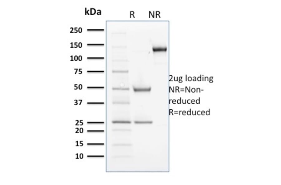 SDS-PAGE - Anti-Cyclin B2 Antibody [X29.2] (A250480) - Antibodies.com