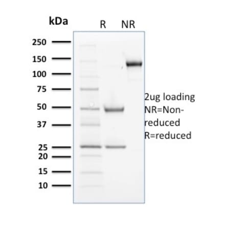 SDS-PAGE - Anti-Cyclin B2 Antibody [X29.2] (A250480) - Antibodies.com