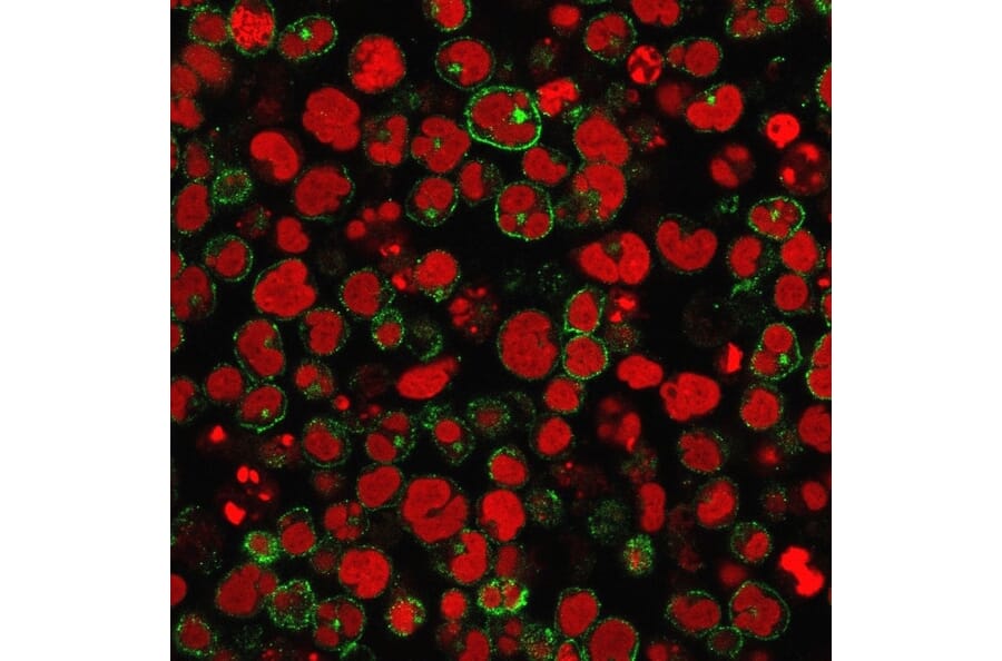 Immunofluorescence - Anti-CD2 Antibody [1E7E8.G4] (A250482) - Antibodies.com