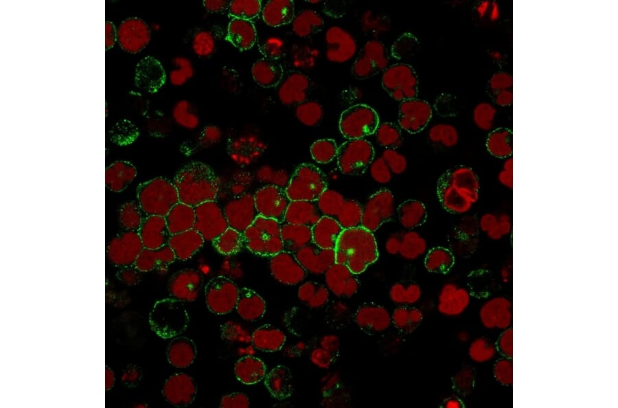 Immunofluorescence - Anti-CD2 Antibody [BH1] (A250484) - Antibodies.com