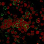 Immunofluorescence - Anti-CD2 Antibody [BH1] (A250484) - Antibodies.com