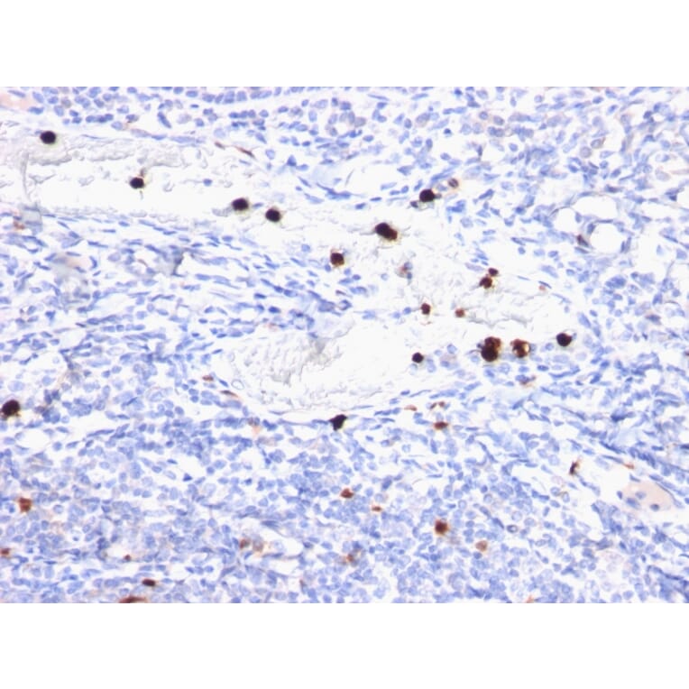 Immunohistochemistry - Anti-MYADM Antibody [MYADM/972] (A250489) - Antibodies.com
