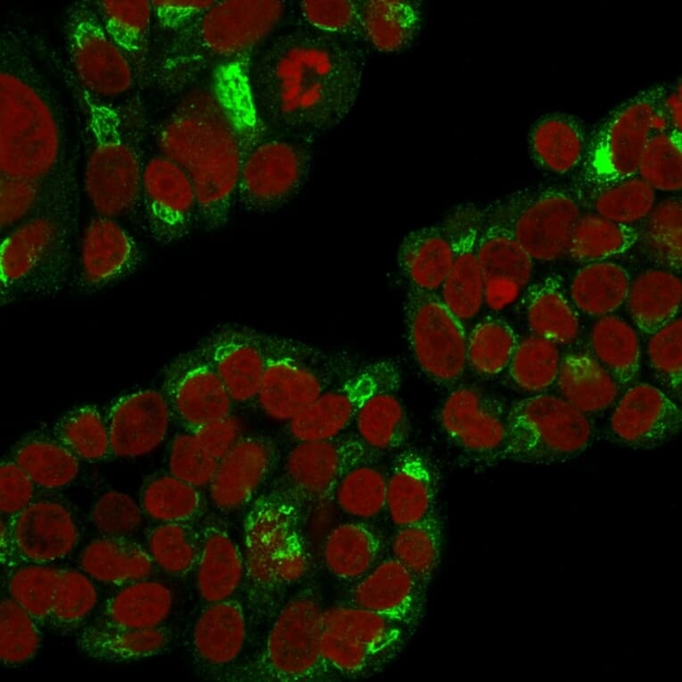 Immunofluorescence - Anti-RCAS1 Antibody [CPTC-EBAG9-1] (A250490) - Antibodies.com