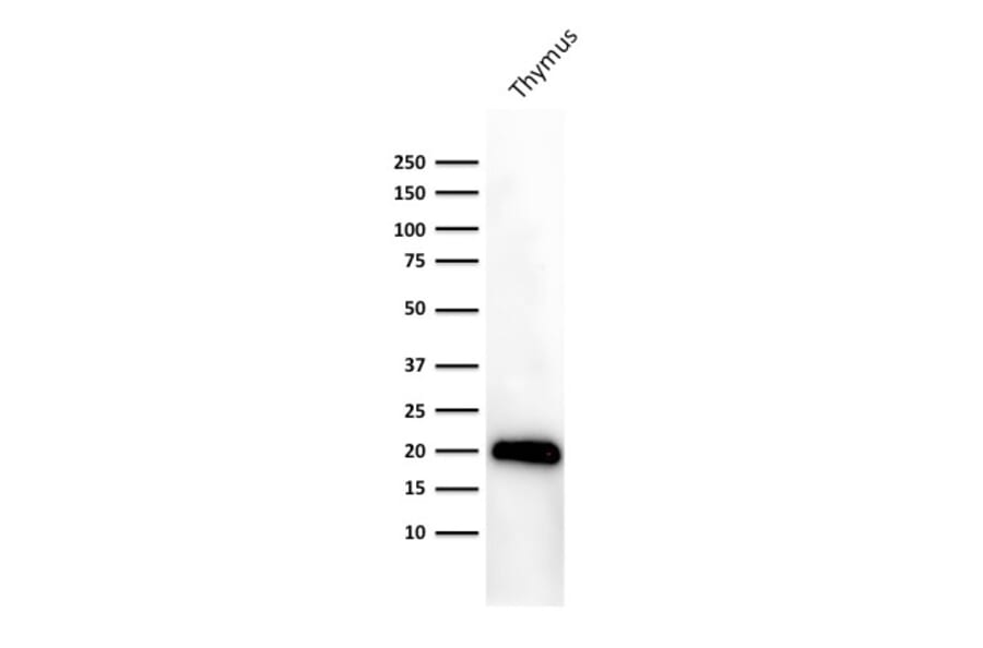 Western Blot - Anti-CD3 epsilon Antibody [PC3/188A] (A250493) - Antibodies.com