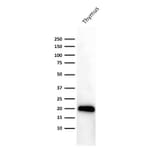 Western Blot - Anti-CD3 epsilon Antibody [PC3/188A] (A250493) - Antibodies.com