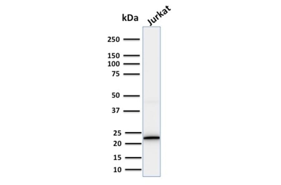 Western Blot - Anti-CD3 epsilon Antibody [PC3/188A] (A250493) - Antibodies.com