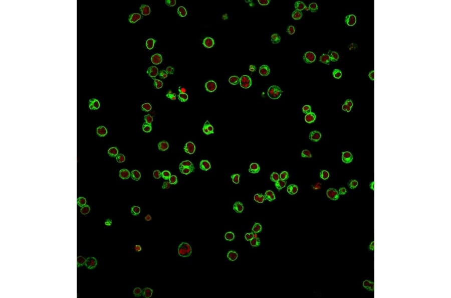 Immunofluorescence - Anti-CD3 epsilon Antibody [UCHT1] (A250495) - Antibodies.com