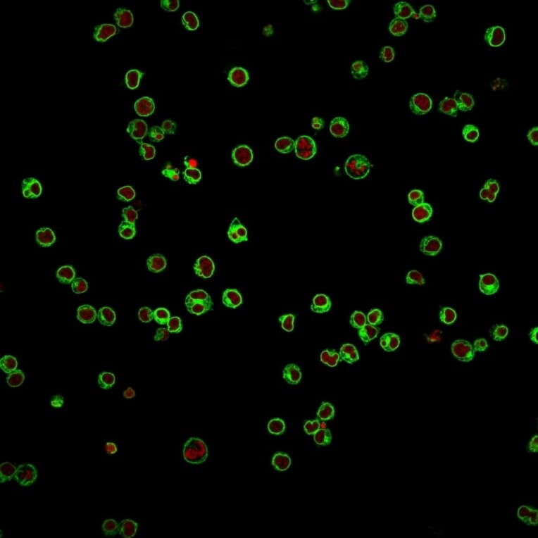 Immunofluorescence - Anti-CD3 epsilon Antibody [UCHT1] (A250495) - Antibodies.com