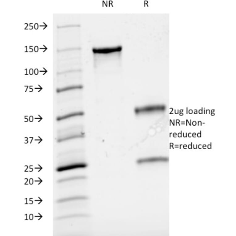 SDS-PAGE - Anti-CD3 epsilon Antibody [UCHT1] (A250495) - Antibodies.com