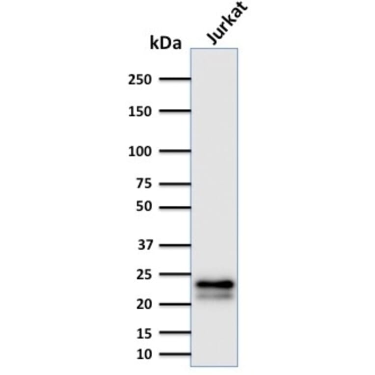 Western Blot - Anti-CD3 epsilon Antibody [C3e/2478] (A250496) - Antibodies.com