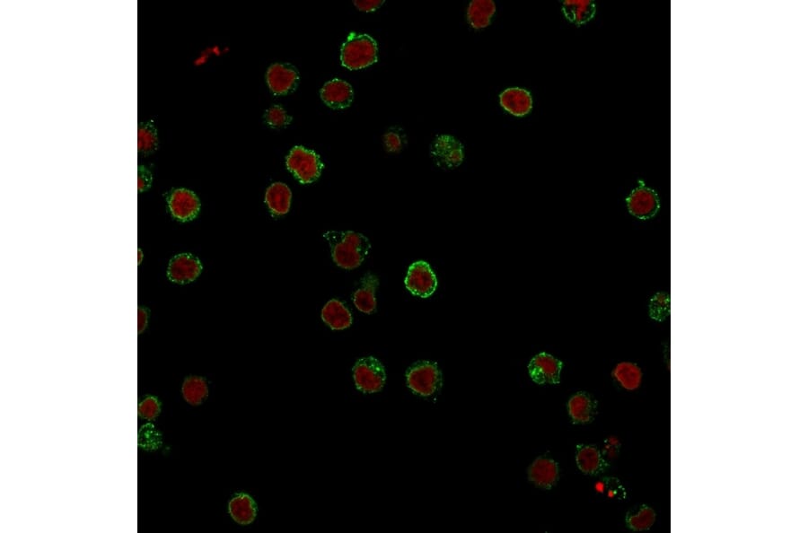 Immunofluorescence - Anti-CD3 epsilon Antibody [CRIS-7] (A250501) - Antibodies.com