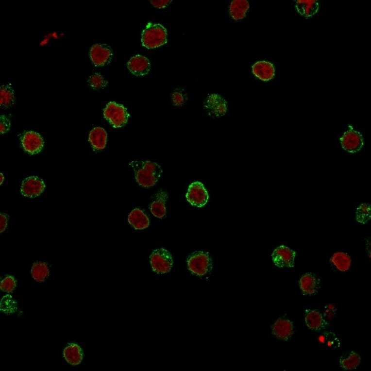 Immunofluorescence - Anti-CD3 epsilon Antibody [CRIS-7] (A250501) - Antibodies.com