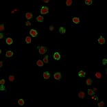 Immunofluorescence - Anti-CD3 epsilon Antibody [CRIS-7] (A250501) - Antibodies.com