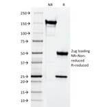 SDS-PAGE - Anti-CD3 epsilon Antibody [CRIS-7] (A250501) - Antibodies.com