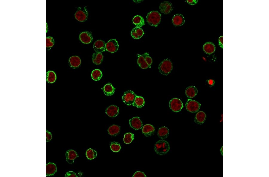 Immunofluorescence - Anti-CD3 epsilon Antibody [B-B12] (A250502) - Antibodies.com