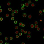 Immunofluorescence - Anti-CD3 epsilon Antibody [B-B12] (A250502) - Antibodies.com