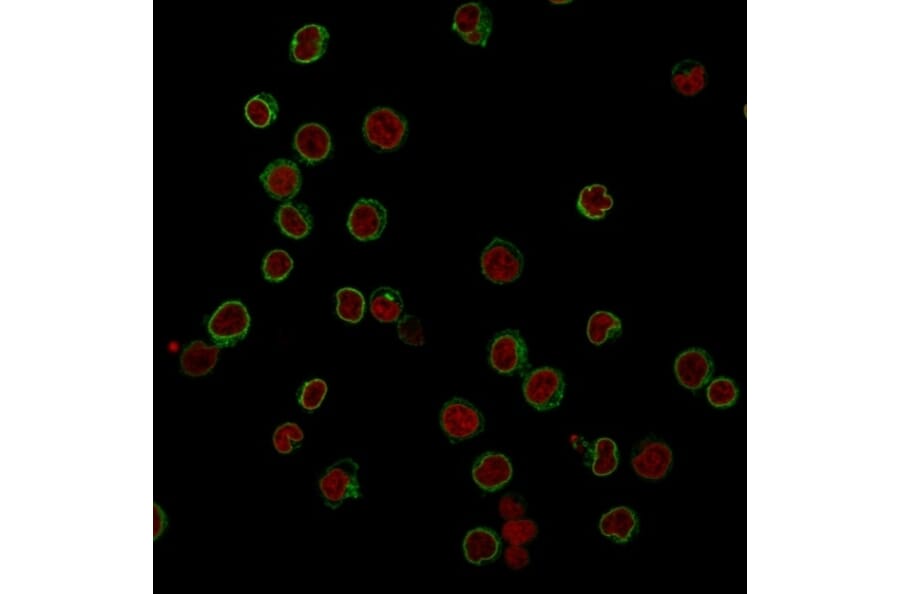 Immunofluorescence - Anti-CD3 epsilon Antibody [RIV9] (A250504) - Antibodies.com