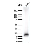 Western Blot - Anti-CD3 epsilon Antibody [C3e/3125R] (A250507) - Antibodies.com