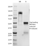 SDS-PAGE - Anti-CD3 epsilon Antibody (A250508) - Antibodies.com