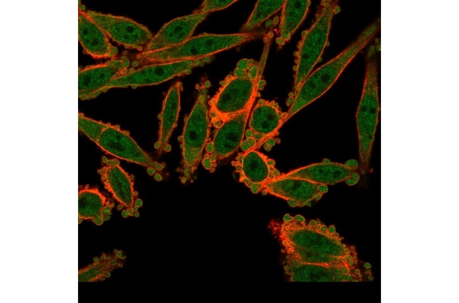 Immunofluorescence - Anti-ZBED1 Antibody [PCRP-ZBED1-1E1] (A250510) - Antibodies.com