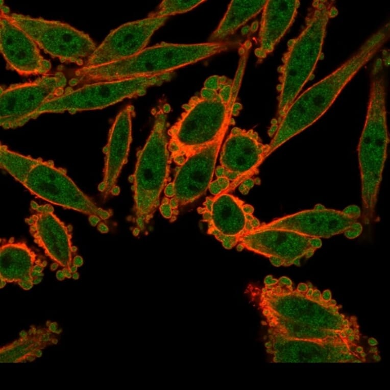 Immunofluorescence - Anti-ZBED1 Antibody [PCRP-ZBED1-1E1] (A250510) - Antibodies.com