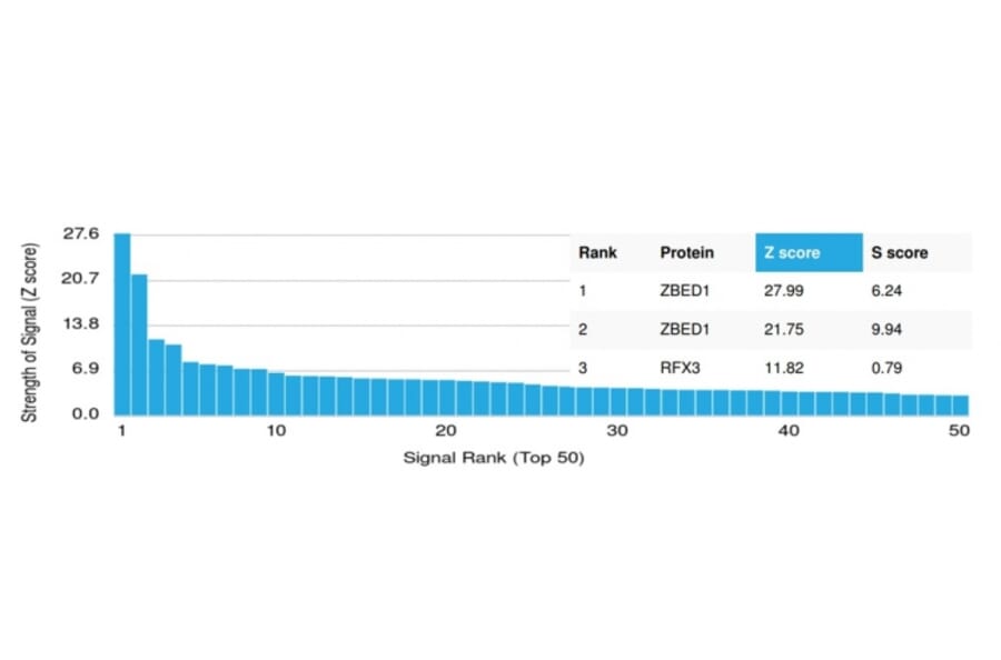 Protein Array - Anti-ZBED1 Antibody [PCRP-ZBED1-1E1] (A250509) - Antibodies.com