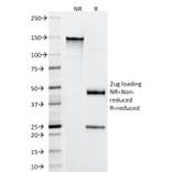 SDS-PAGE - Anti-CD4 Antibody [RIV7] (A250514) - Antibodies.com